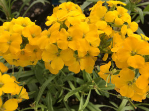Wallflower - Citrona Yellow